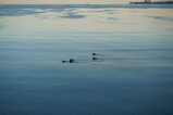 DSC01868.JPG.small.jpeg