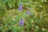 DSC02566.JPG.small.jpeg