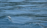 DSC02889_e.JPG.small.jpeg