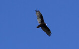 DSC03568_e.JPG.small.jpeg