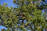 DSC03572.JPG.small.jpeg
