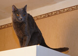 DSC04564_e.JPG.small.jpeg