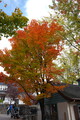 DSC06262.JPG.small.jpeg