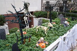 DSC06307.JPG.small.jpeg