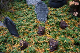 DSC06335.JPG.small.jpeg
