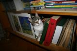 img097.jpeg.small.jpeg