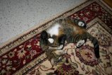 img021.jpeg.small.jpeg