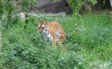 img010.jpeg.small.jpeg
