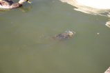 img061.jpeg.small.jpeg