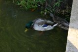 img062.jpeg.small.jpeg